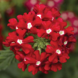 Obsession Red with Eye Verbena Thumbnail